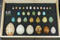 Zdjęcie: skrzynka z 31 modelami jajek ptakow.jpg